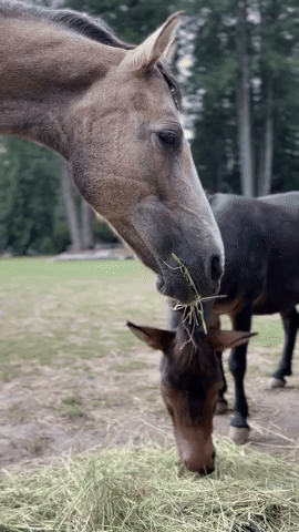 Horse chewing on hay 
