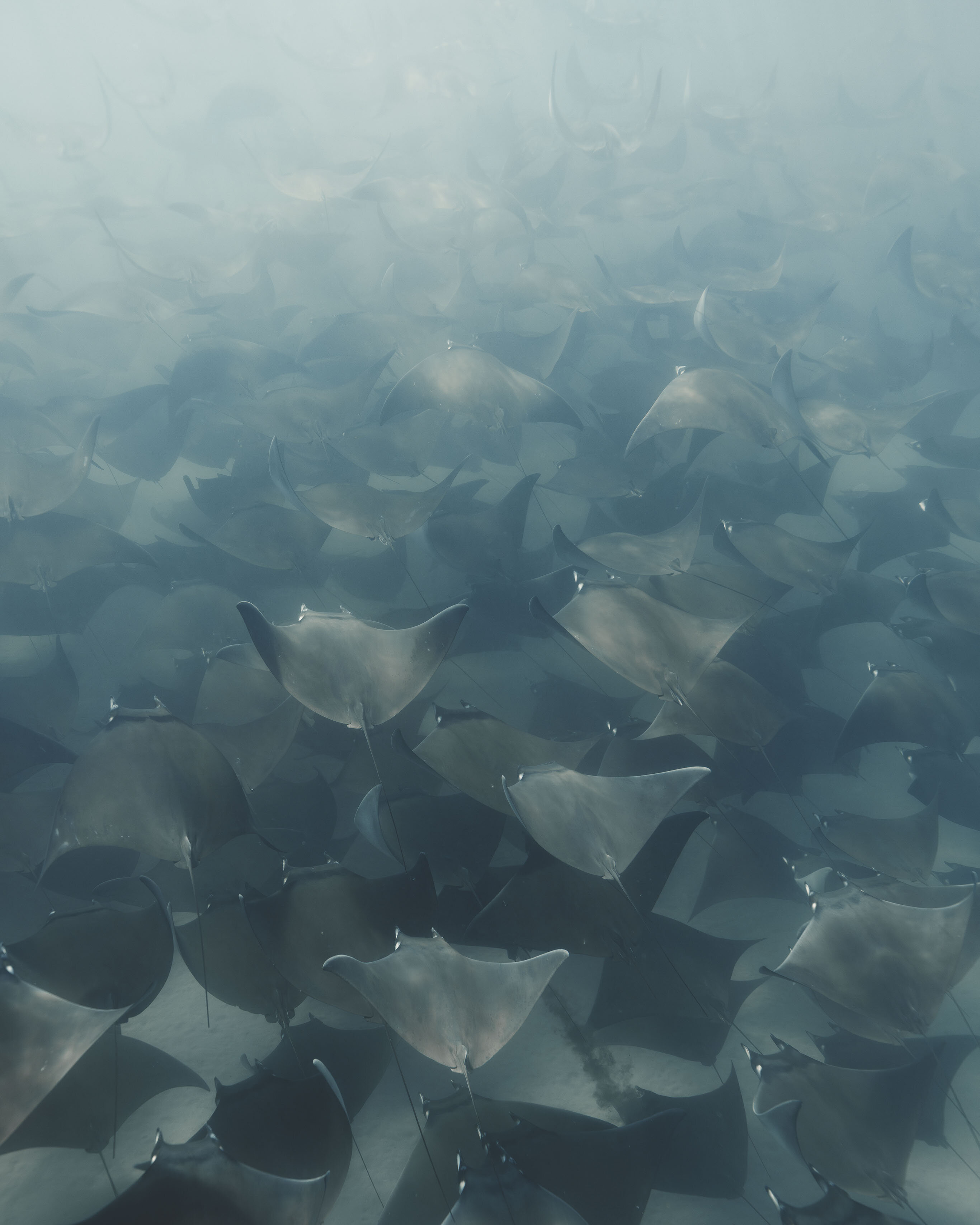 The Fever — Sea of Cortez, Baja California, Mexico