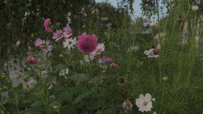 UNROOTED BLOOMS - ABBOTSFORD GRAPHIC DESIGNER MEGAN ASHLEY CREATIVE