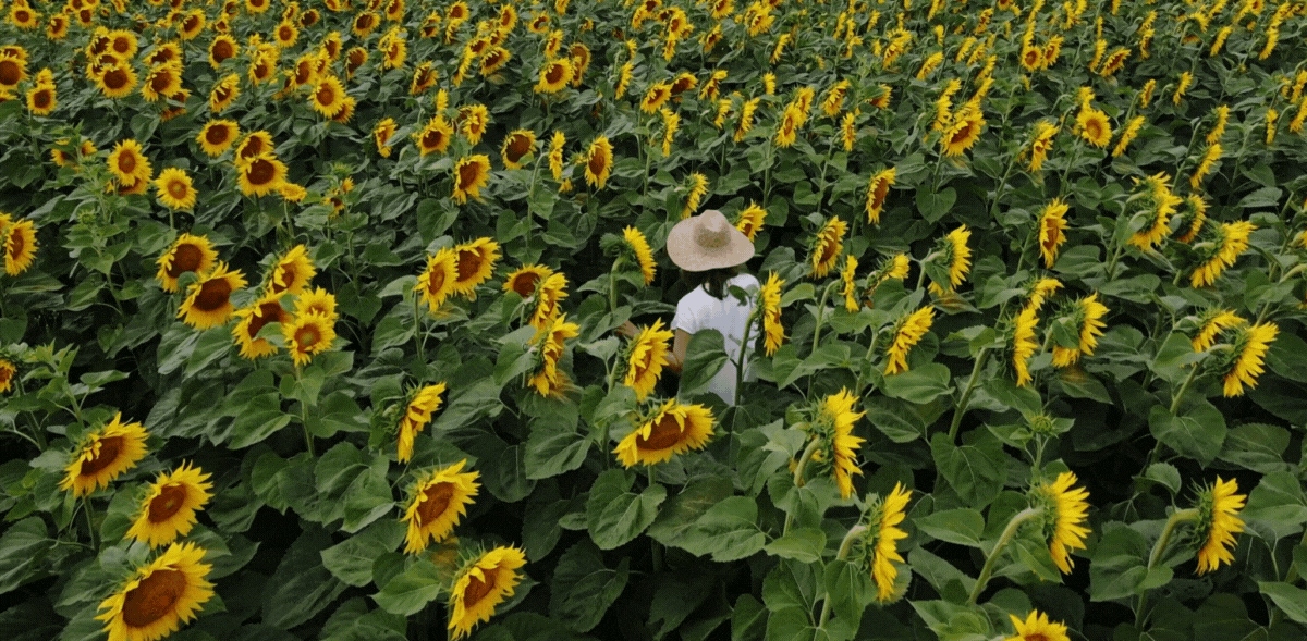 Woman walking through sunflower field