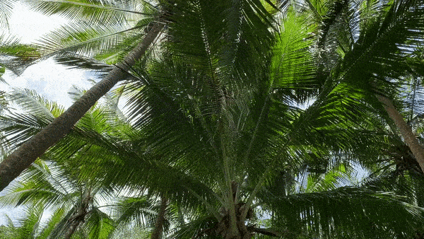 Palm Tree Surround