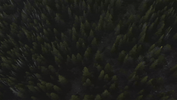 Elopement drone footage in Colorado of trees top down