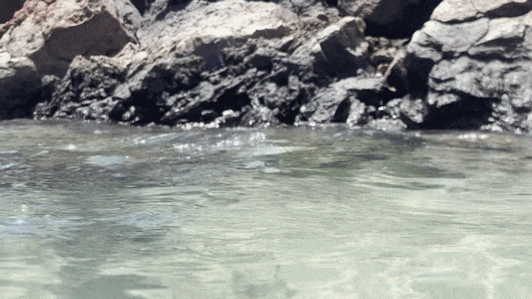 mother an toddler play with a sea turtle in Hawaii