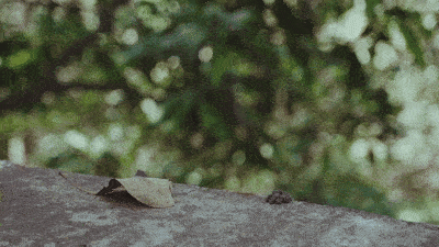 MonkeyJungle GIF