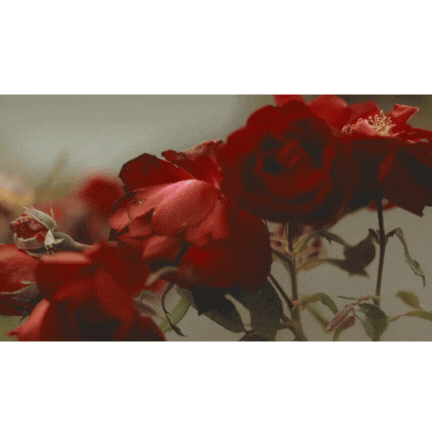 Elegant gif of red roses for  Elyana Studio Showit Website branding