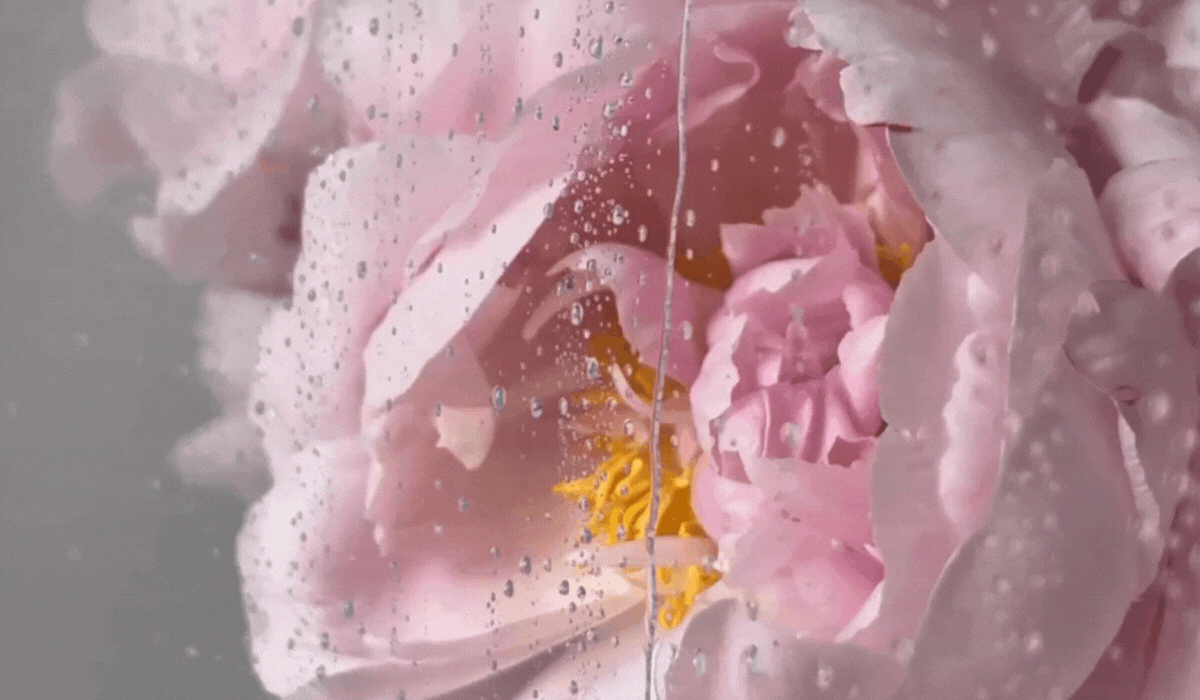 GIF with pink flowers and water dripping on glass