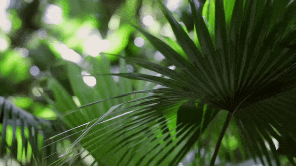 A motion, graphic of green palm leaves swaying in the wind.