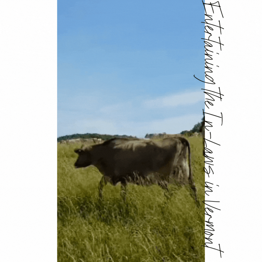 Cow grazing in a sunlit meadow in Vermont, with rolling hills and a bright blue sky in the background ©Stephanie Dosch | theViatrix Vermont Personalized Destination Guide