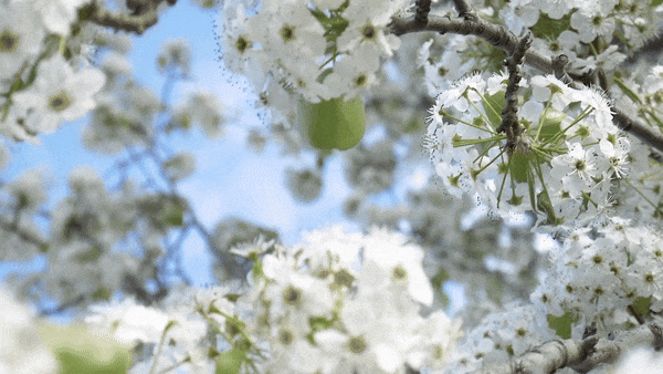 taustavideo omenapuun kukista heilumassa tuulessa