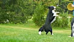 border collie dog GIF-source
