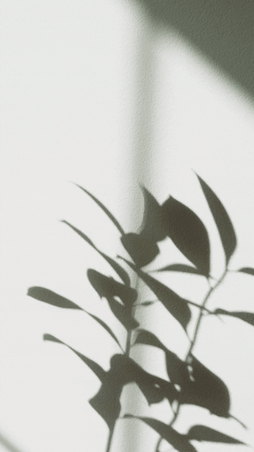 Video of plant shadows blowing in the wind against a white background