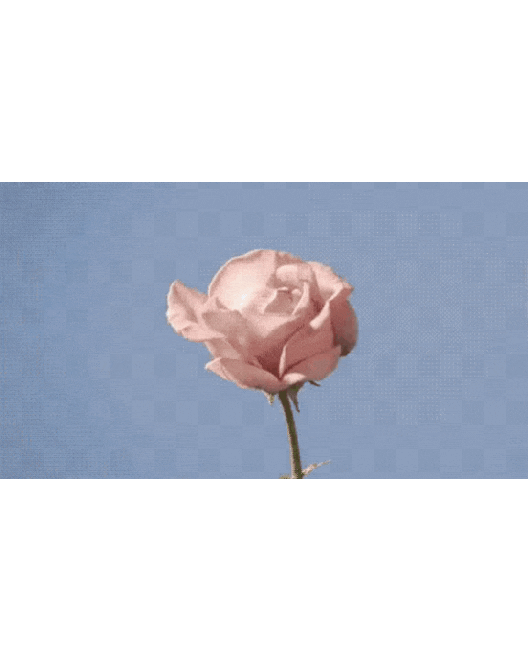 Self Love Tonic - Self Love - Blooming