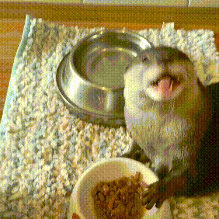 otter eat GIF-source